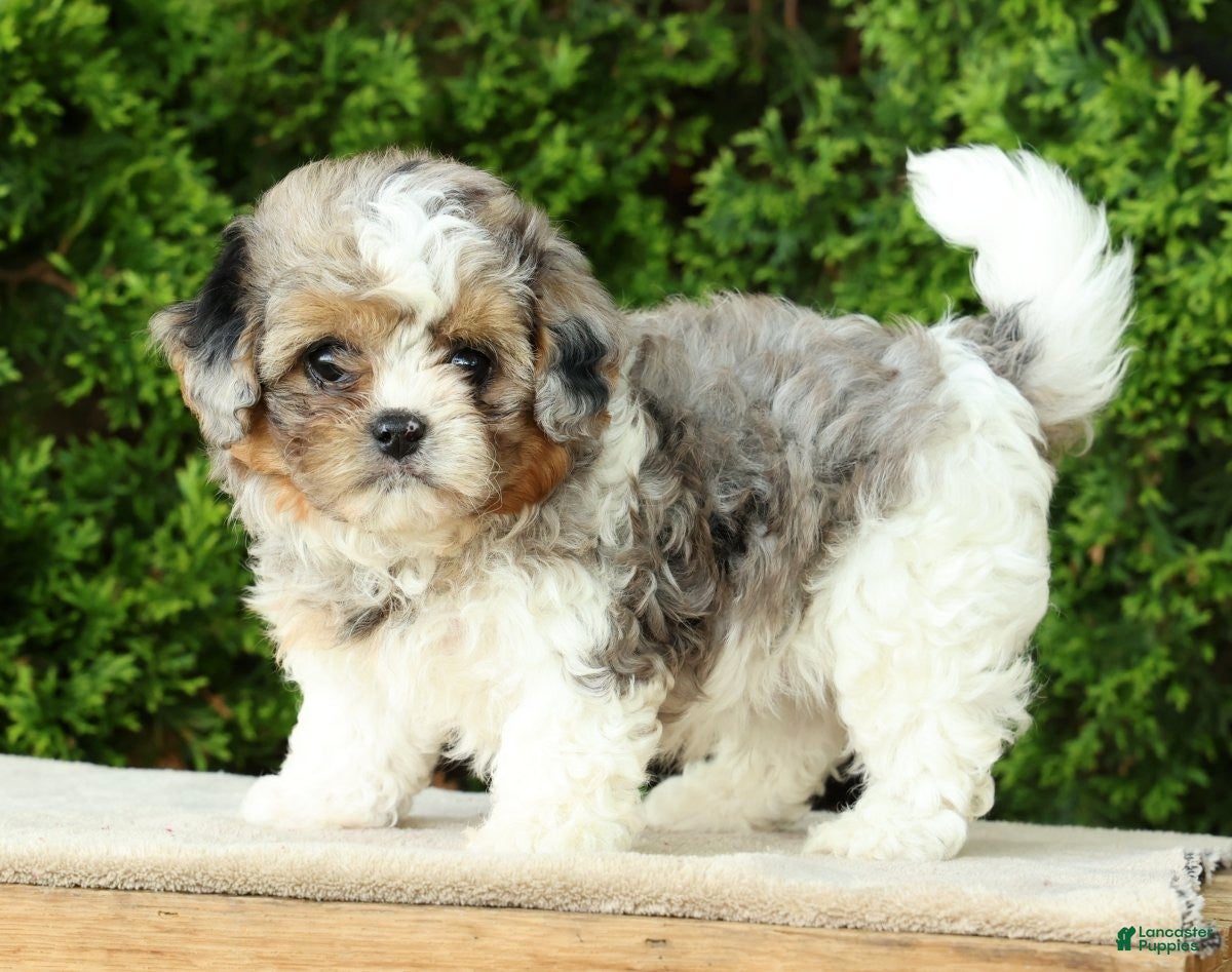 Mixed Breed dogs for sale: Finn - Ad 1