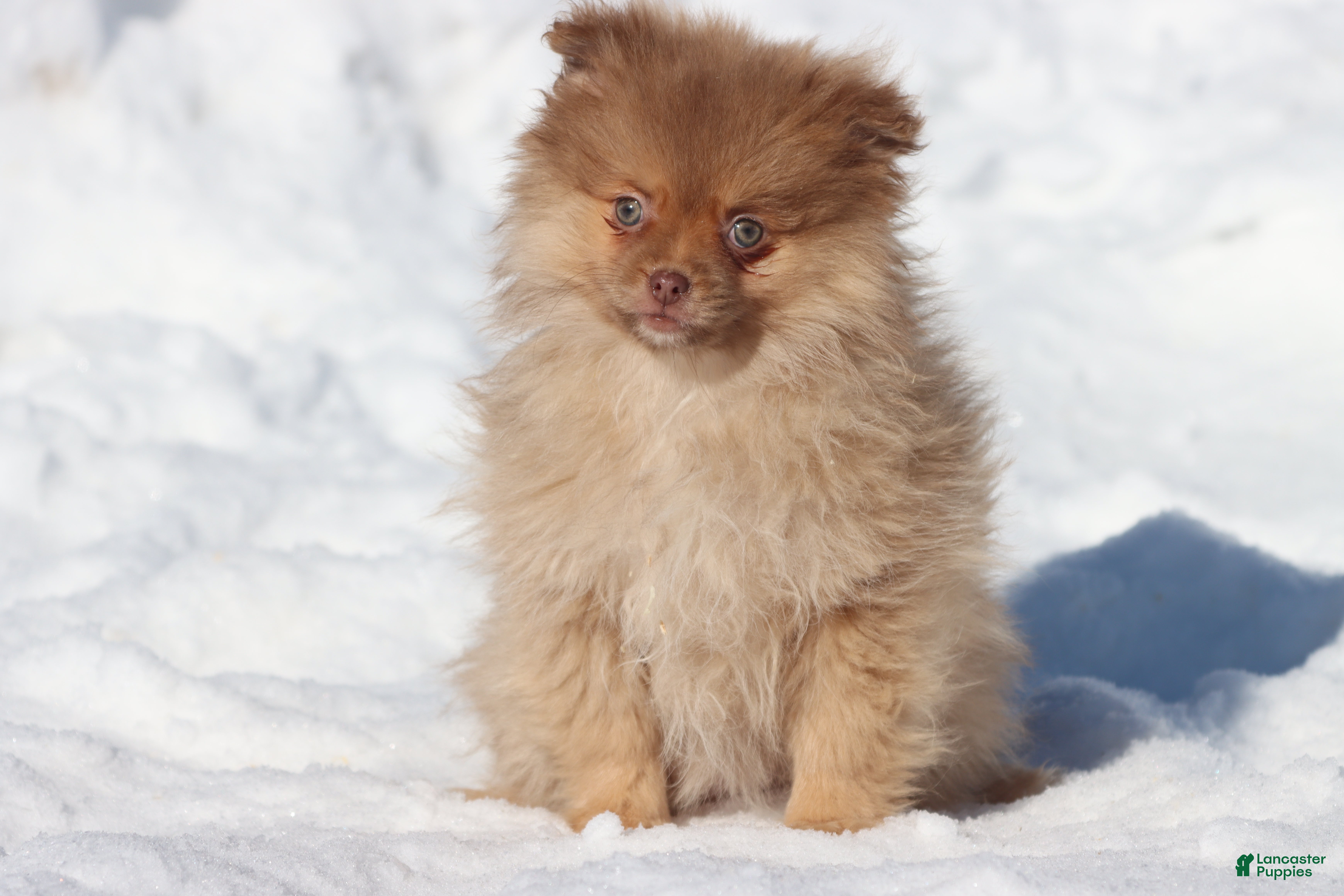 Pomeranian dogs Millie - Ad 34