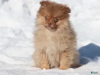 Pomeranian dogs Millie - Ad 34