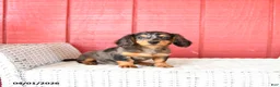 Miniature Dachshund dogs for sale: Trixie - Ad 5