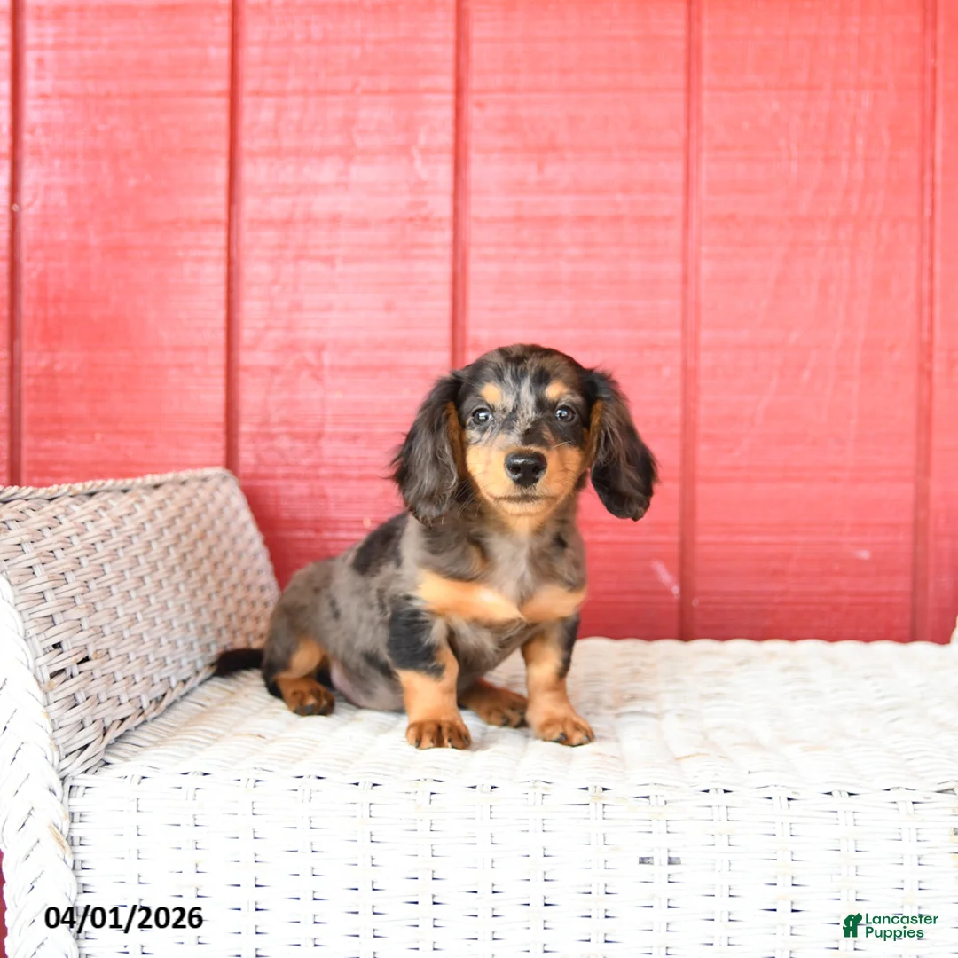 Miniature Dachshund dogs for sale: Trixie - Ad 5
