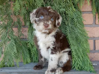 Labradoodle dogs Skye - Ad 39