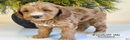 Cockapoo dogs for sale: Emmett - Ad 3