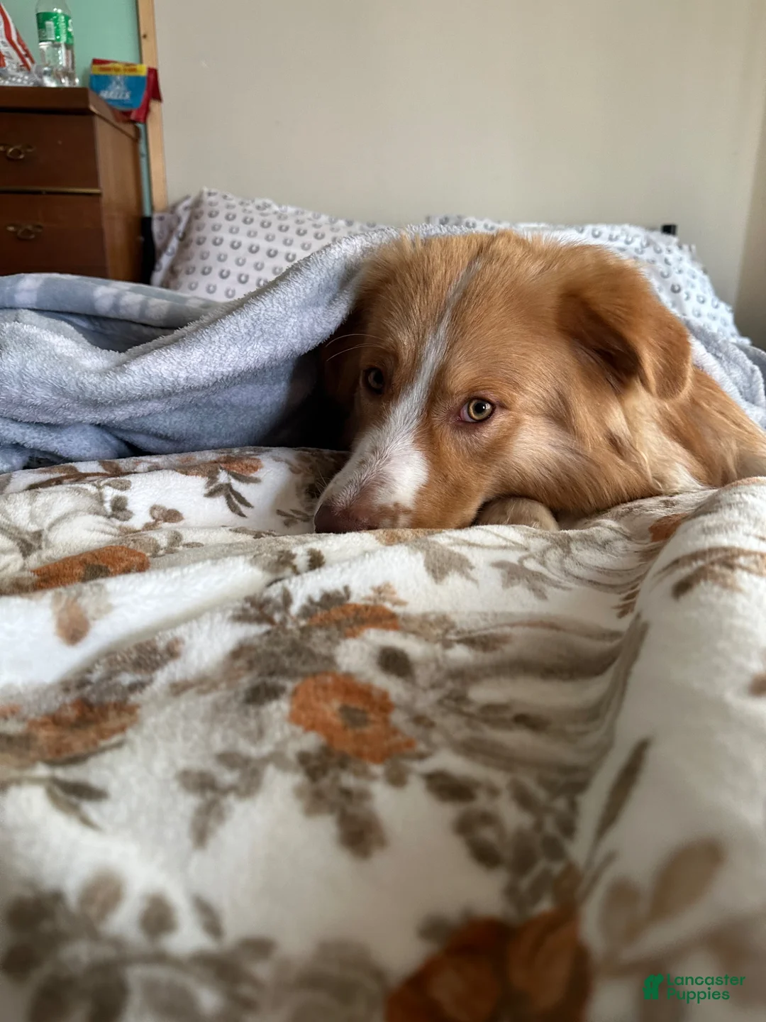 Australian Shepherd dogs for stud: Zeus  - Ad 2