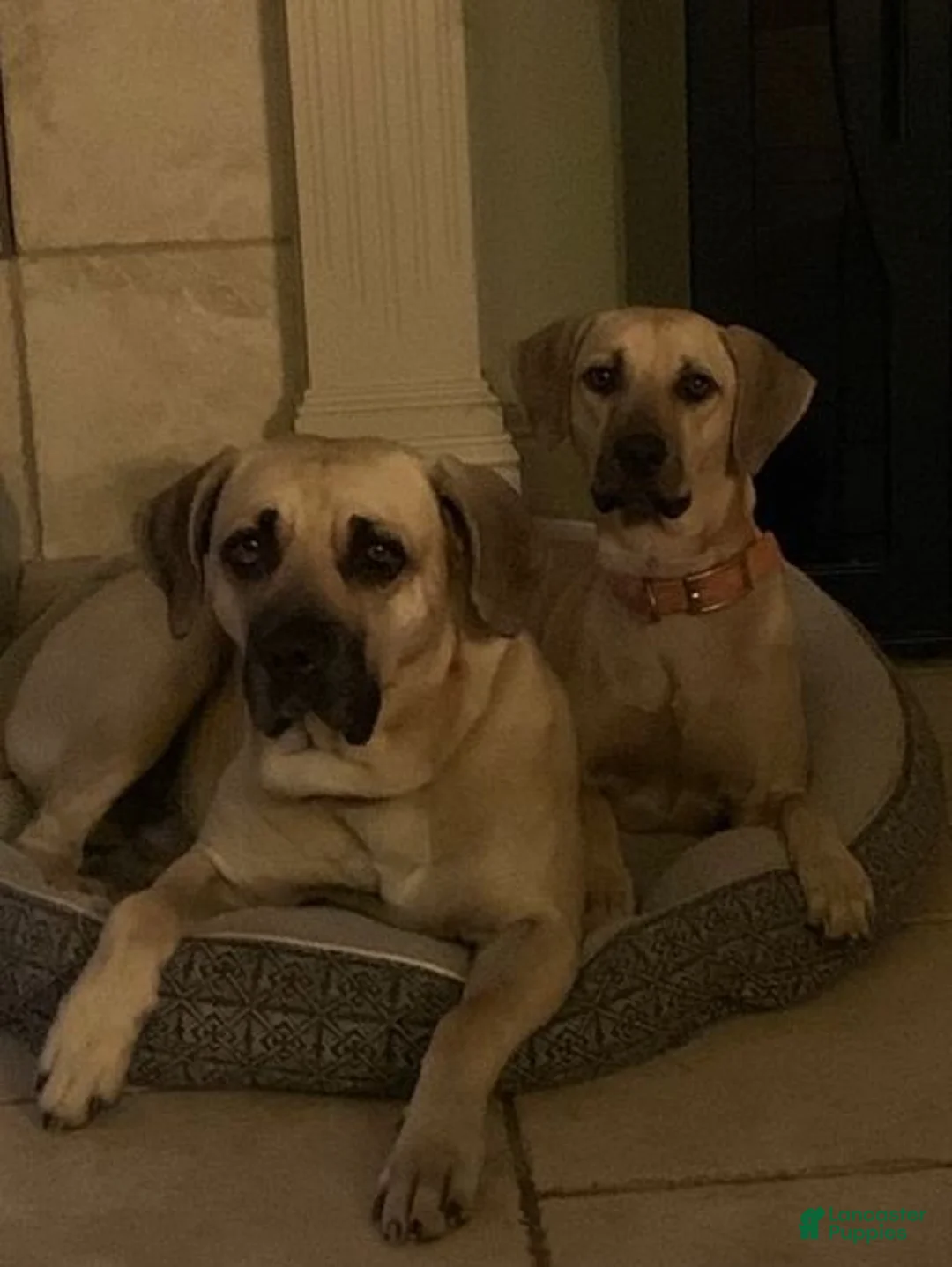 Black Mouth Cur dogs for sale: Black Mouth Cur 11 - Ad 3