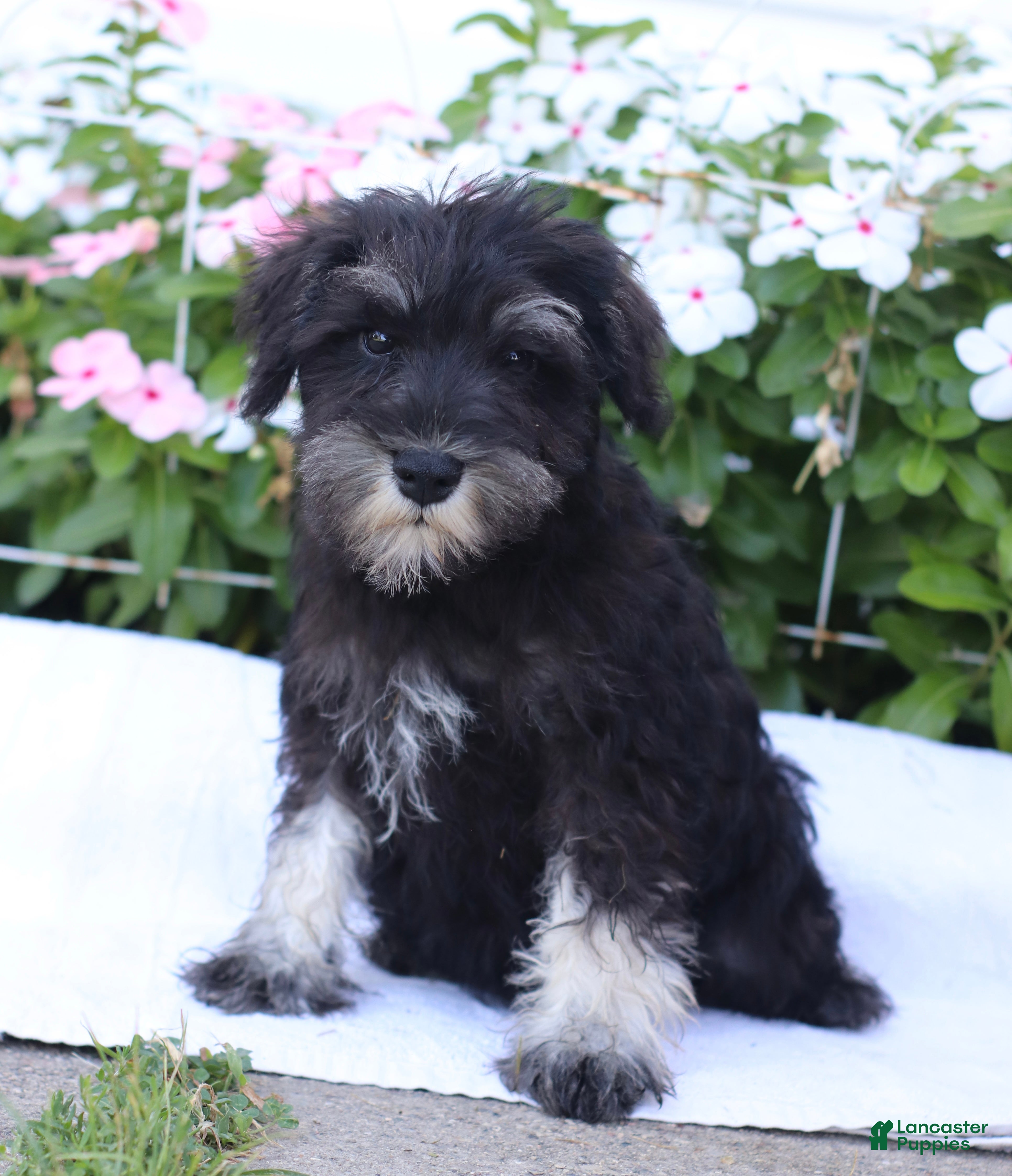 Miniature Schnauzer dogs Clifford - Ad 1