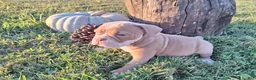 English Bulldog dogs for sale: Stella - Ad 3