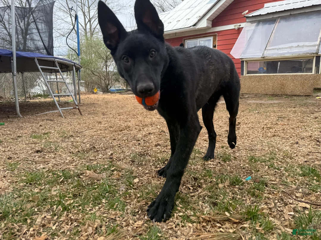 Mixed Breed dogs for sale: Black collar  - Ad 2