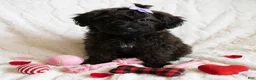 Yorkiepoo dogs for sale: Yorkiepoo Female 3-Month-Old ❤️ - Ad 37