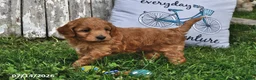 Goldendoodle dogs for sale: Willow - Ad 5