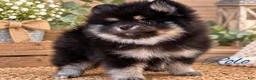 Pomeranian dogs for sale: Pomeranian 1 - Ad 5