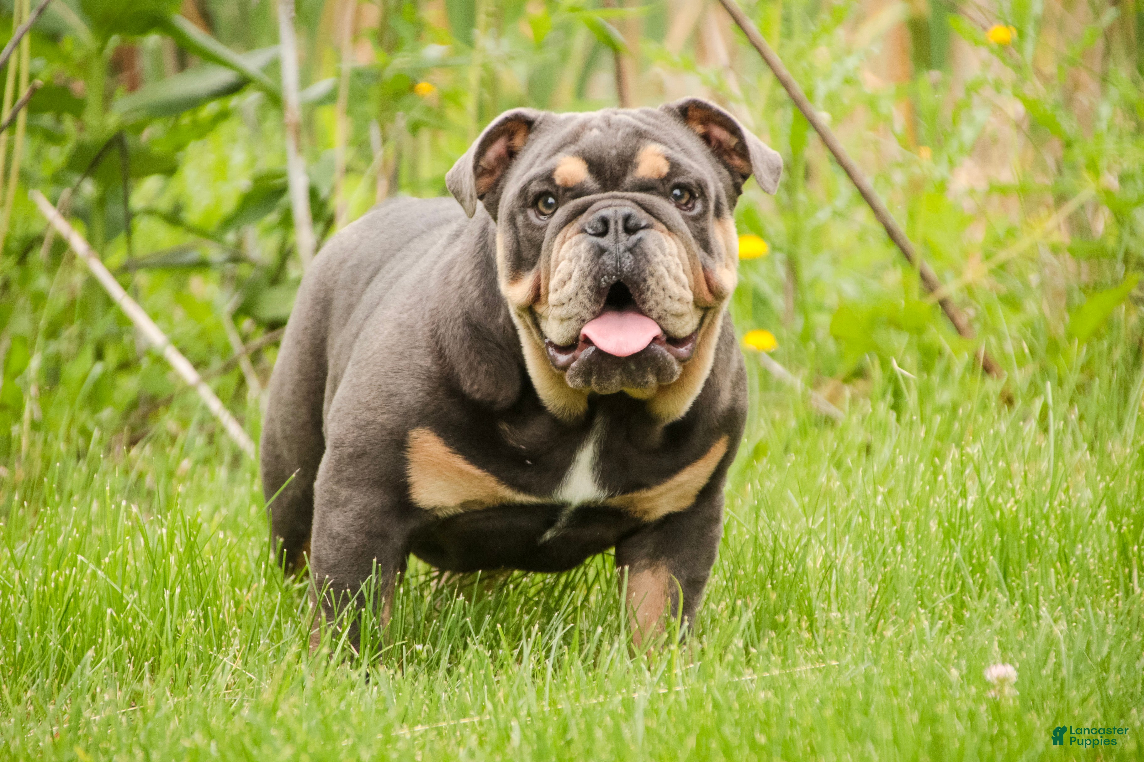 English Bulldog dogs Xena - Ad 2