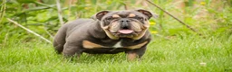 English Bulldog dogs for sale: Xena - Ad 2