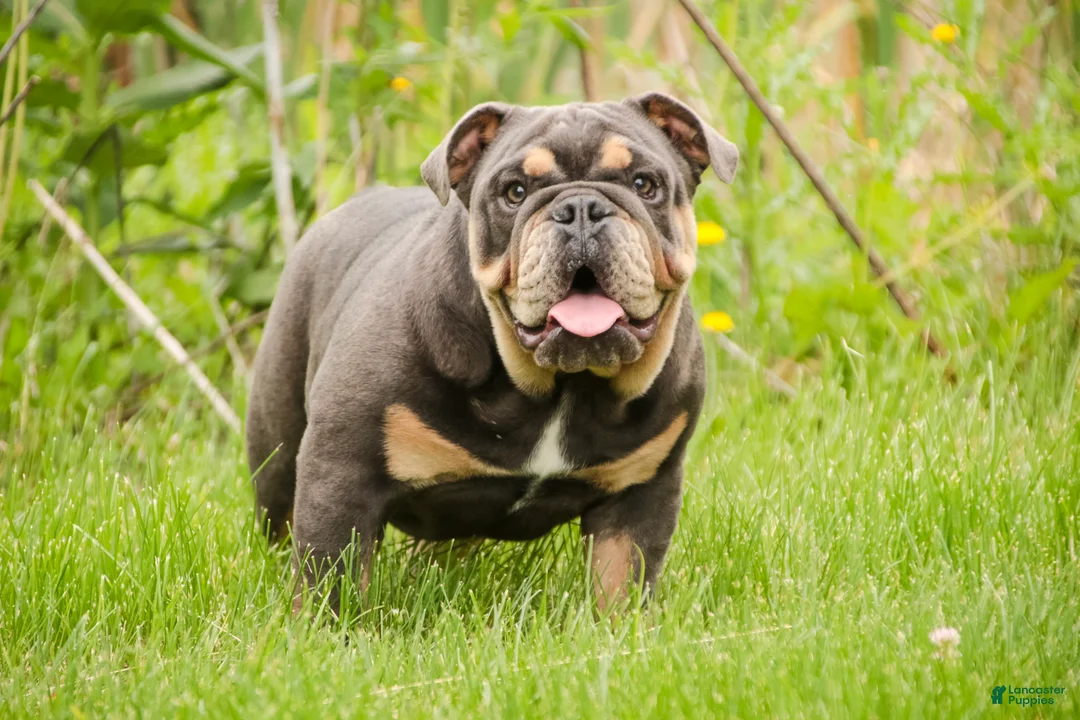 English Bulldog dogs for sale: Xena - Ad 2