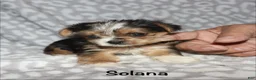 Yorkshire Terrier dogs for sale: Solana - Ad 10