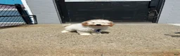 Mixed Breed dogs for sale: Mixed Breed 1 - Ad 2