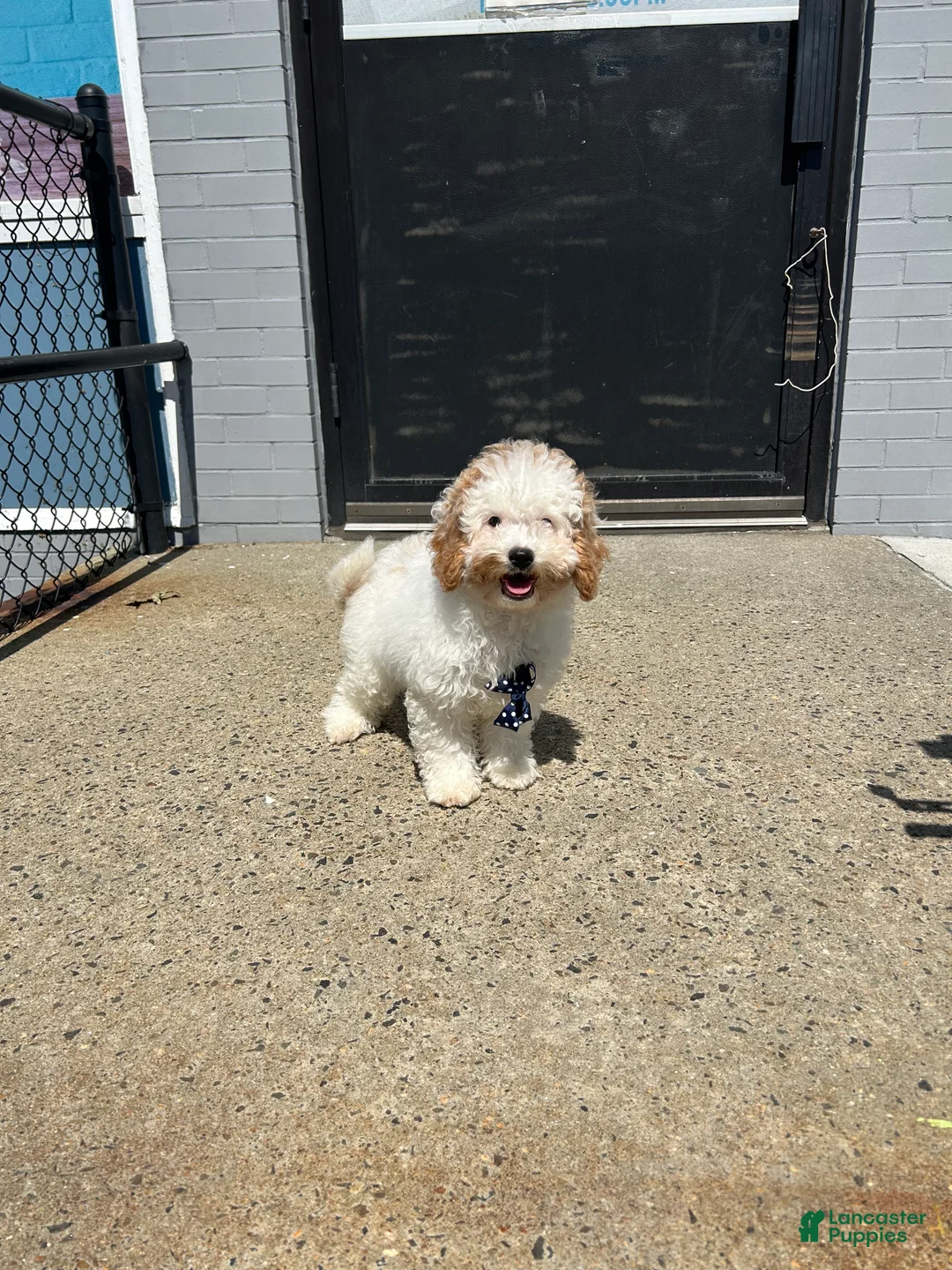 Mixed Breed dogs for sale: Mixed Breed 1 - Ad 2