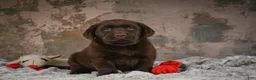 Labrador Retriever dogs for sale: Gem - Ad 3