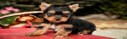 Yorkshire Terrier dogs for sale: Cheyenne - Ad 7