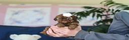 Toy Poodle dogs for sale: Briana - Ad 5