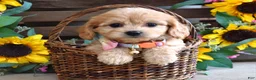 Cavachon dogs for sale: Tabby - Ad 5