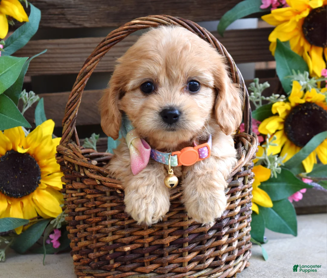Cavachon dogs for sale: Tabby - Ad 5