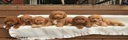 Mini Goldendoodle dogs for sale: Eve  - Ad 3