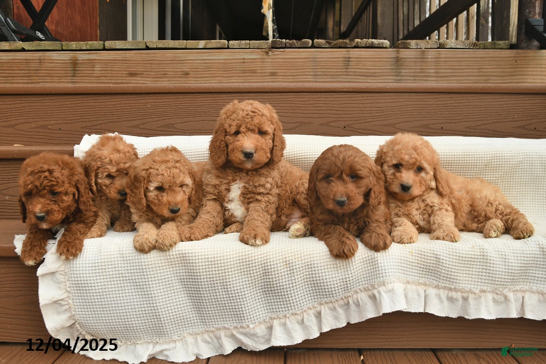 Mini Goldendoodle dogs for sale: Eve  - Ad 3