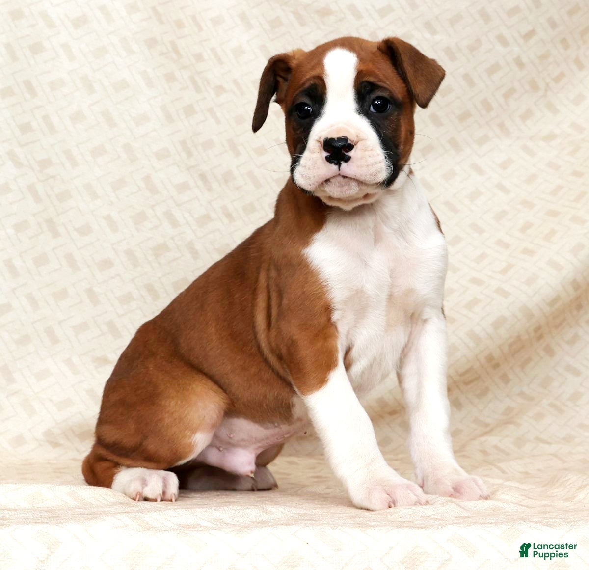 Boxer dogs Bobby - Ad 19