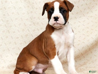 Boxer dogs Bobby - Ad 19