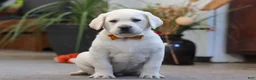 Labrador Retriever dogs for sale: Silas - Ad 2