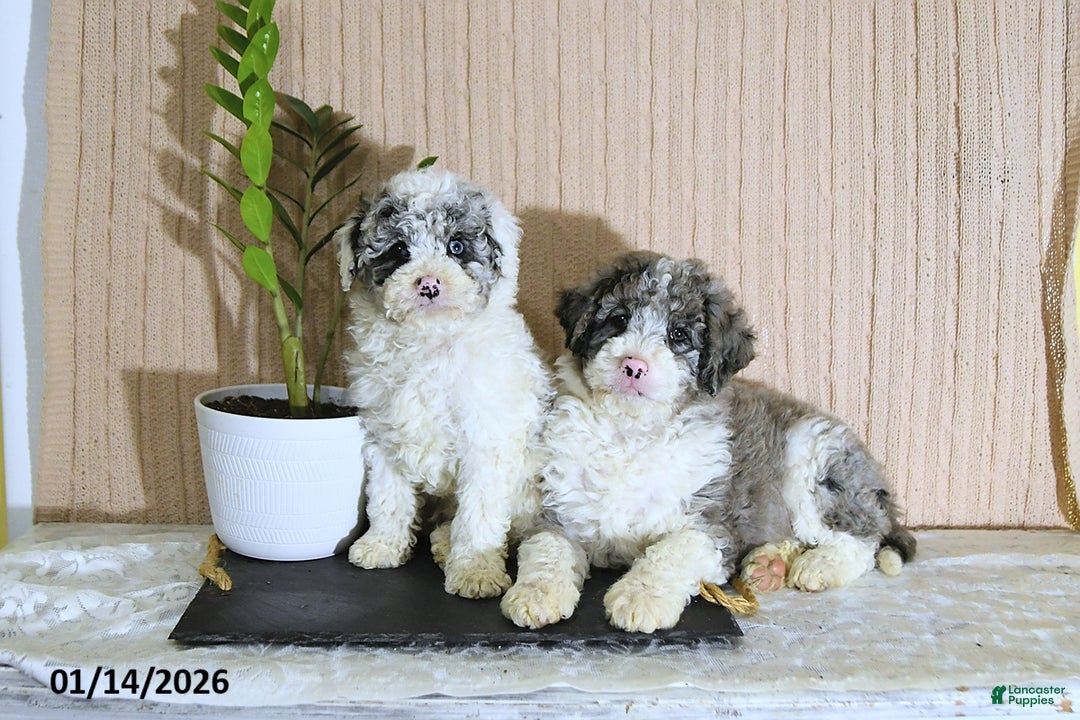 Mini Bernedoodle dogs for sale: Juliet - Ad 3
