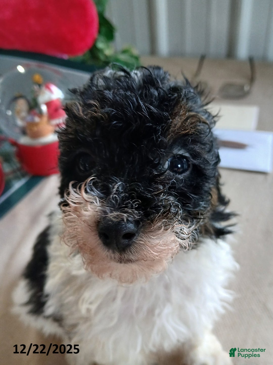 Miniature Poodle dogs for sale: Happy - Ad 1