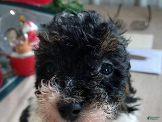 Miniature Poodle dogs Happy - Ad 14