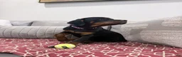 Rottweiler dogs for sale: Purple color - Ad 3