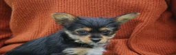Yorkshire Terrier dogs for sale: Cairo - Ad 3