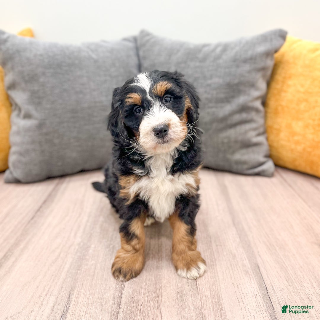 Mini Bernedoodle dogs for sale: Layla - Ad 7