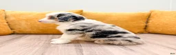 Miniature Australian Shepherd dogs for sale: Blaze - Ad 4