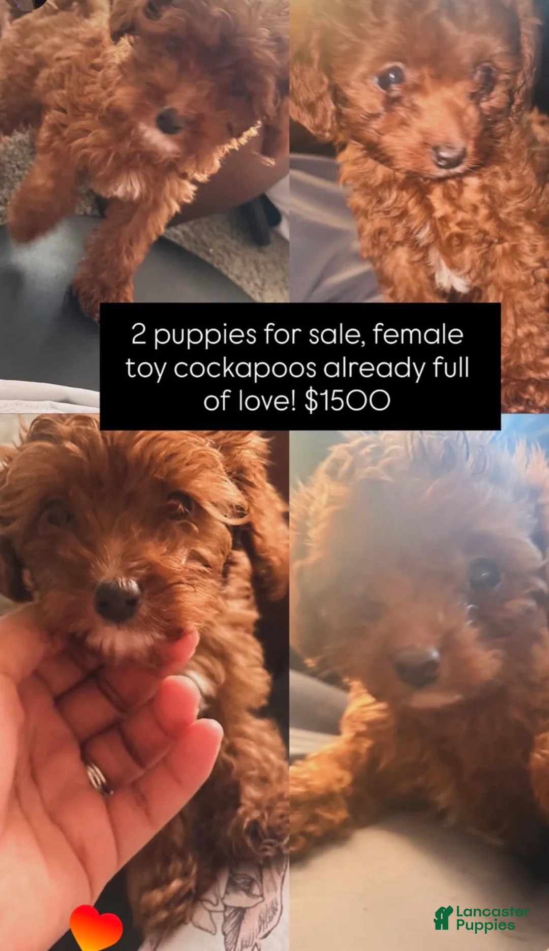 Cavapoo dogs for sale: Cavapoo 2 - Ad 2