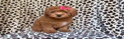 Mini Aussiedoodle dogs for sale: Jade - Ad 2