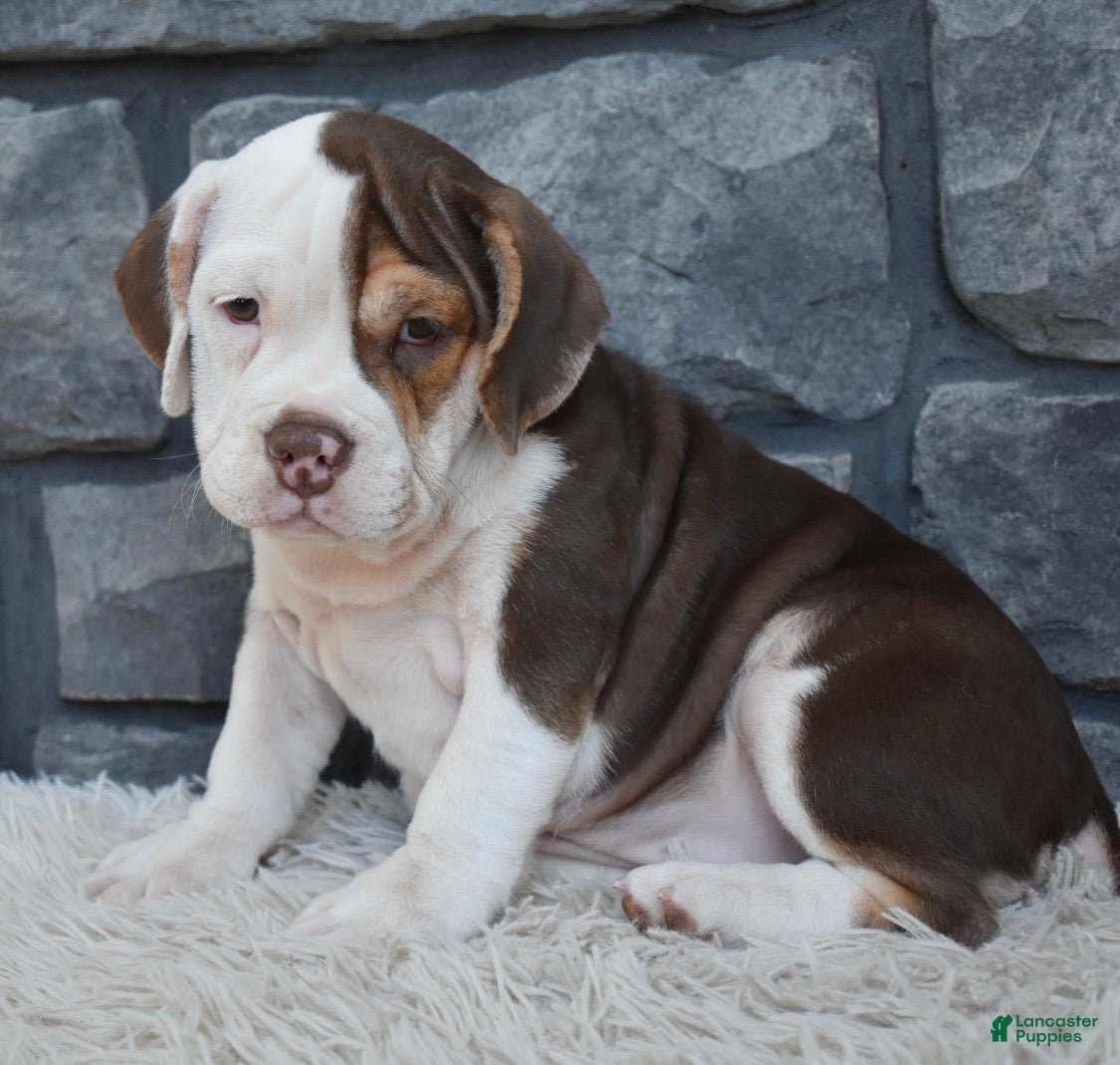 Beabull dogs Tilly - Ad 2