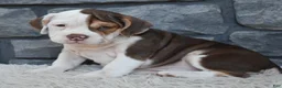 Beabull dogs for sale: Tilly - Ad 2