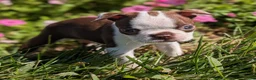 Boston Terrier dogs for sale: Cranberry - Ad 2