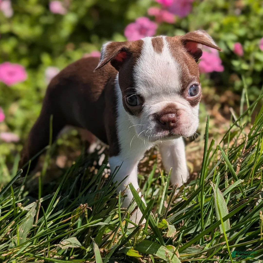 Boston Terrier dogs for sale: Cranberry - Ad 2