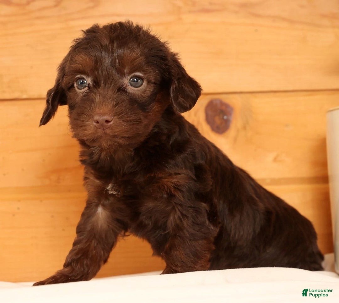 Yorkiepoo dogs for sale: Daisy - Ad 9