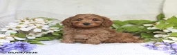 Cockapoo dogs for sale: Jaden - Ad 4