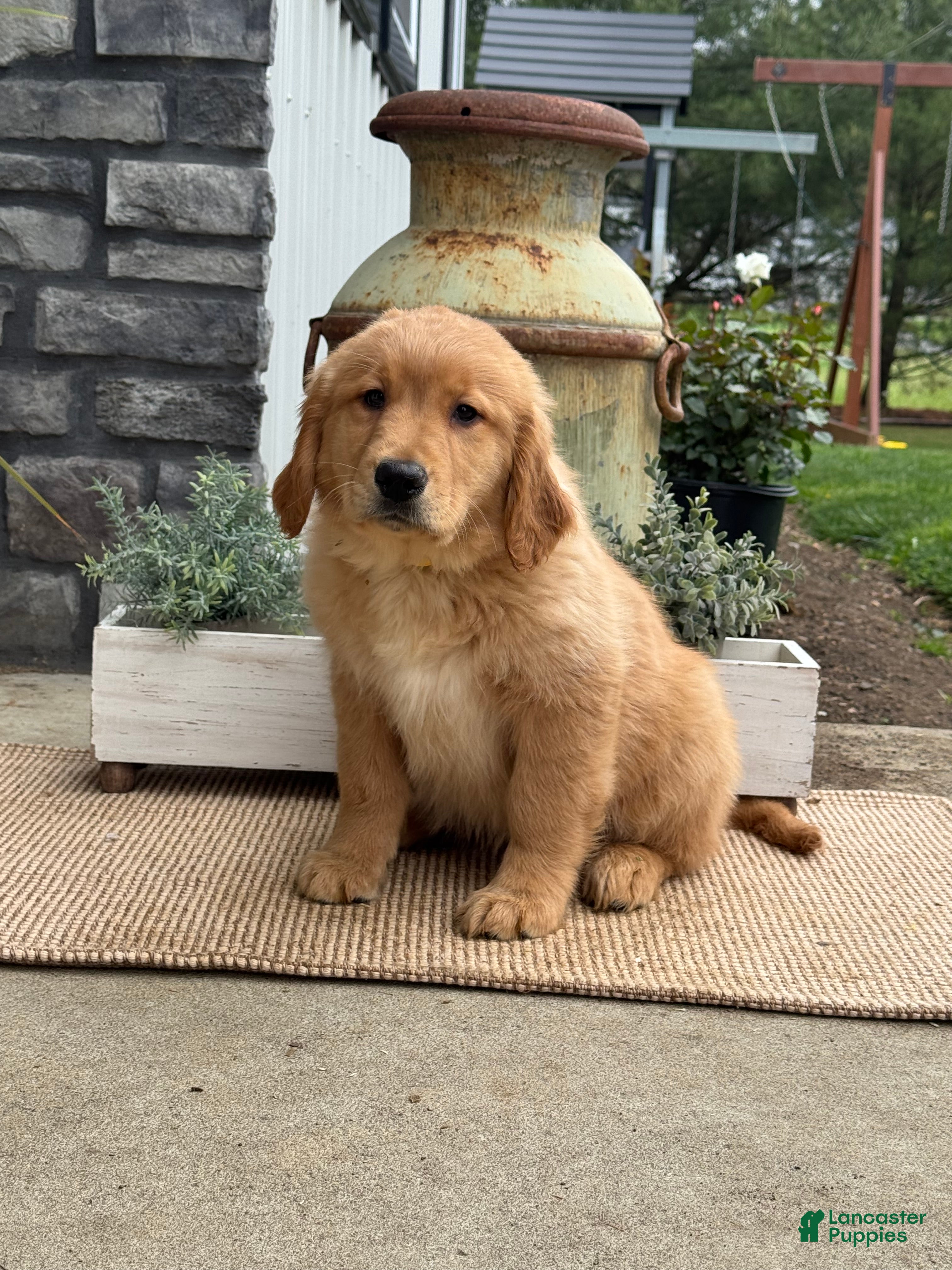 Golden Retriever dogs Ginny - Ad 2