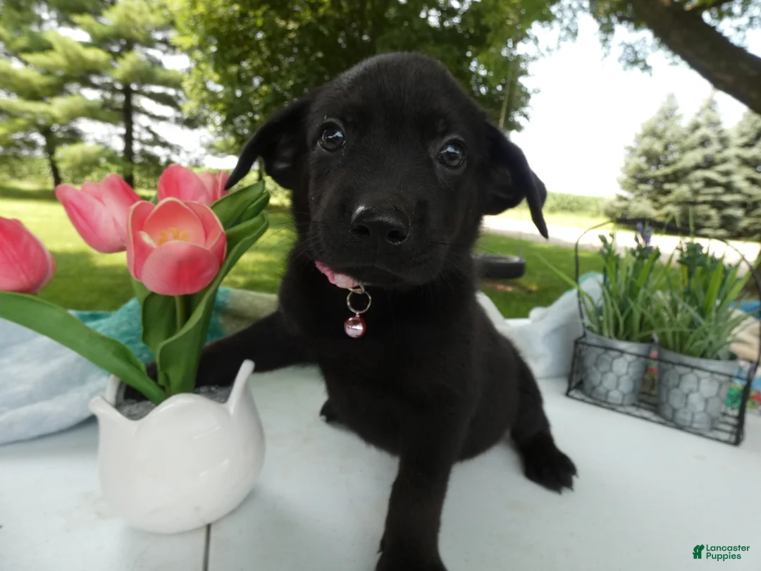 Sheprador dogs for sale: Sheprador 11 Monica - Ad 1