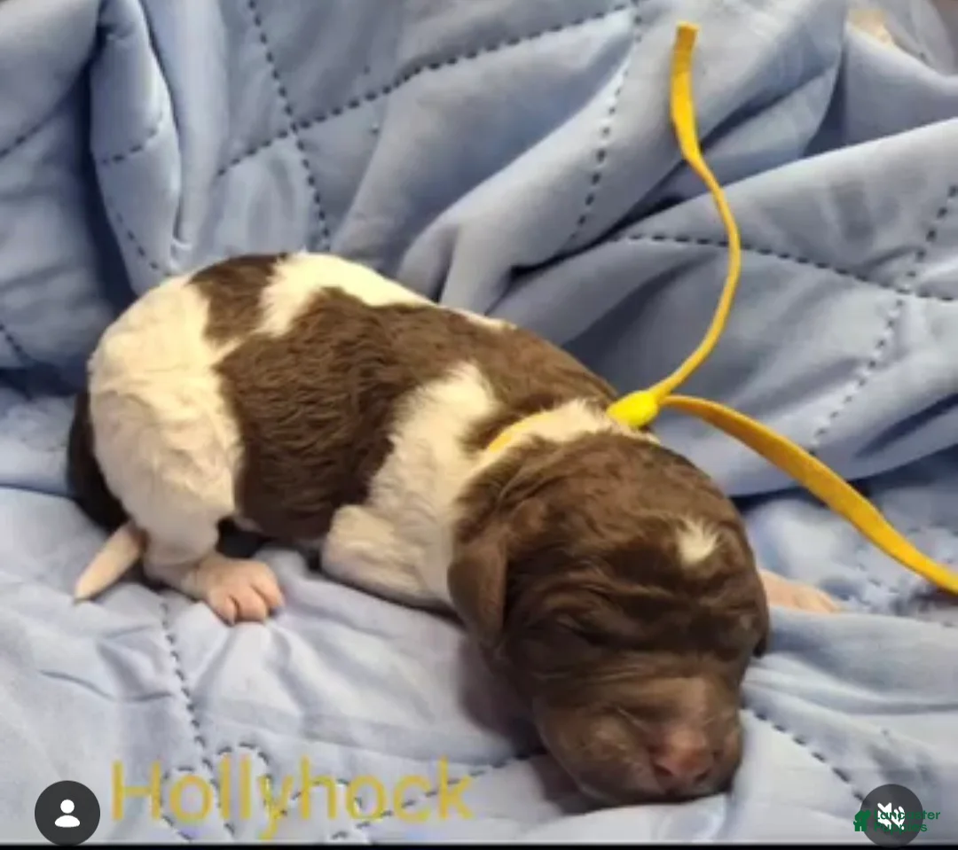 Labradoodle dogs for sale: Holly-CRATE & POTTY trained - Ad 3