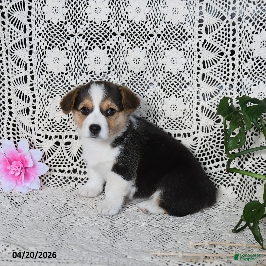 Welsh Corgi Pembroke dogs for sale: Cari  - Ad 5